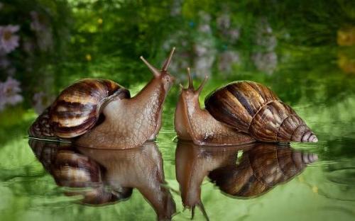 Краткий рассказ о моллюсках. Описание и особенности