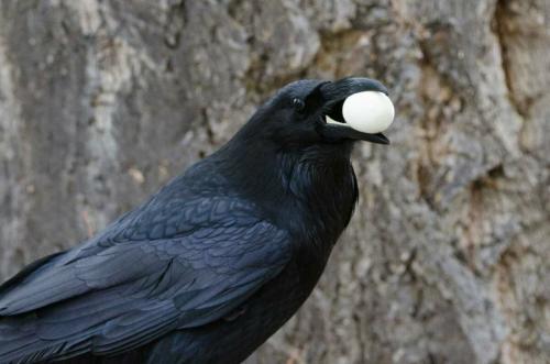 Интеллект вороны. Вороны — одни из умнейших существ на Земле