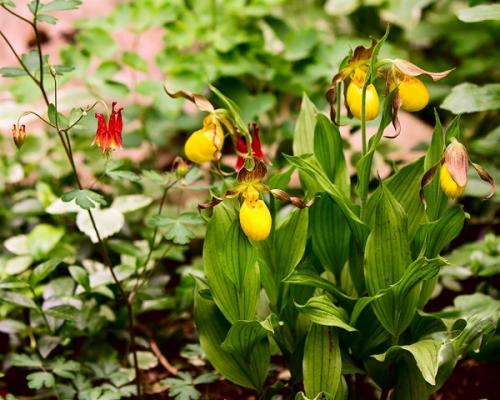 Пересказ про венерина башмачка. Венерин башмачок настоящий (обыкновенный)