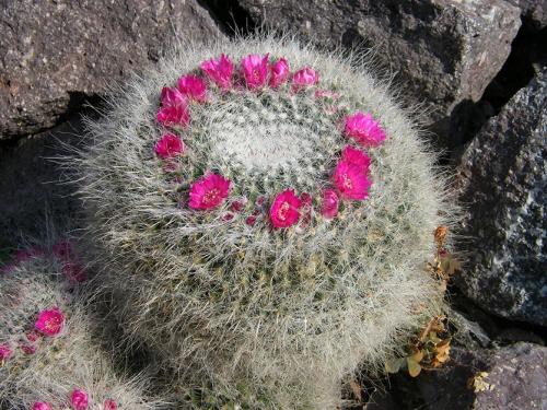 Кактус размеры. Домашние шаровидные, кактусы. Какой нравится вам?