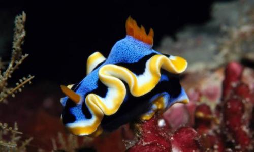 Интересные факты о моллюсках брюхоногих. Интересные факты о моллюсках + Видео