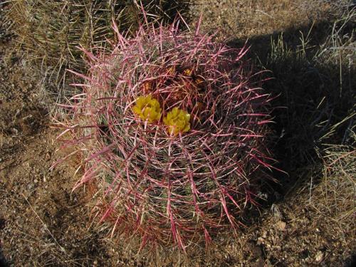 Кактус размеры. Домашние шаровидные, кактусы. Какой нравится вам?