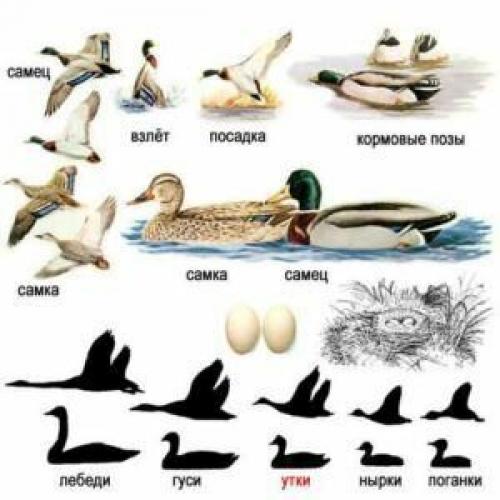 Птица похожая на утку. Кряква - крупнейший представитель диких уток