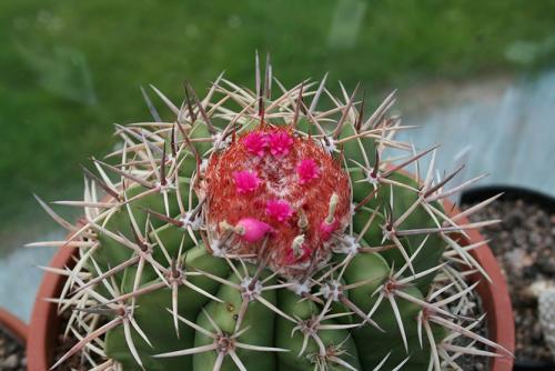 Кактус размеры. Домашние шаровидные, кактусы. Какой нравится вам?