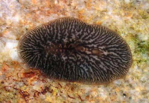 Интересные факты о плоских червях. Интересные факты о кольчатых червях 07