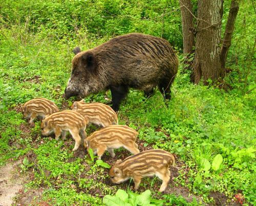 Домашний кабан. Как выглядит кабан секач