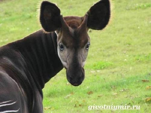 Окапи краткое описание. Описание и особенности окапи