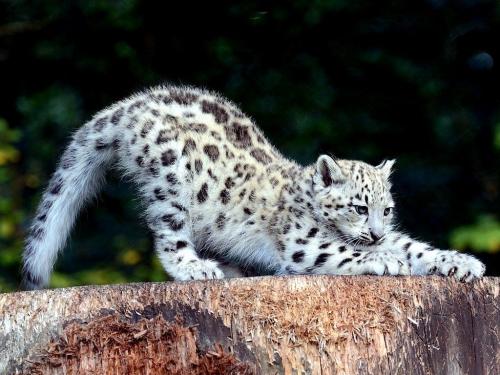 Интересные факты о редких животных. ТОП 10 Самые редкие животные в мире