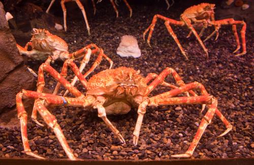 Интересные факты о крабах. Факты о крабах 14 Интересные факты о крабах. Факты о крабах 14