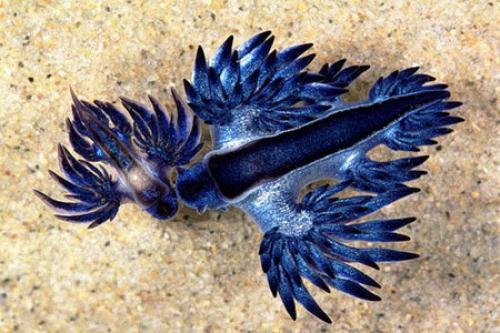 Голожаберные моллюски интересные факты. Голожаберные моллюски