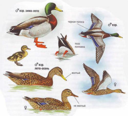 Птица похожая на утку. Кряква - крупнейший представитель диких уток