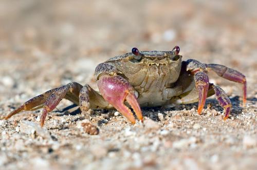 Рассказ о крабах. Интересности: 14 фактов о крабах 02