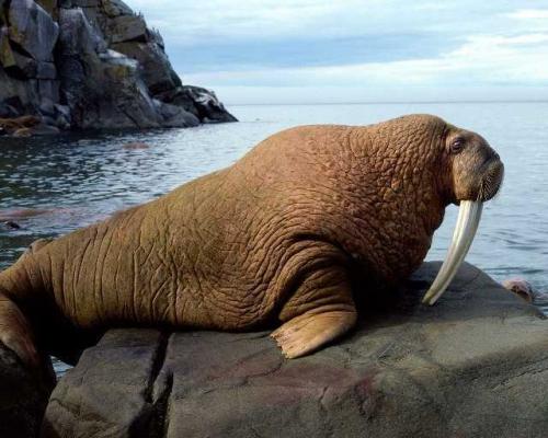 Топ 10 животных занесенных в Красную Книгу. Исчезающие животные из красной книги России