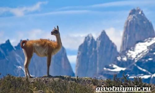 Интересные факты о животных Южной Америки. Мир фауны Южной Америки и его особенности