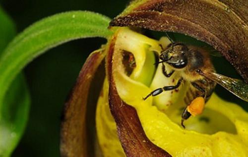Пересказ про венерина башмачка. Венерин башмачок настоящий (обыкновенный)