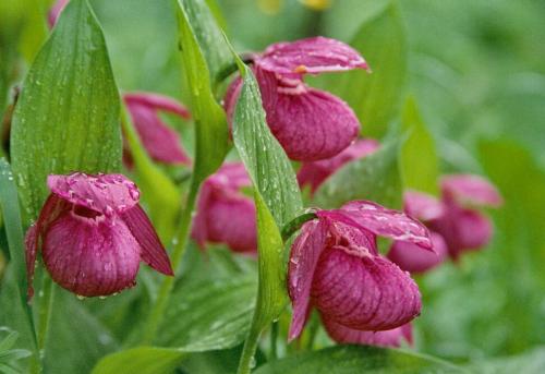 Венерин башмачок в якутии. Башмачок крупноцветковый