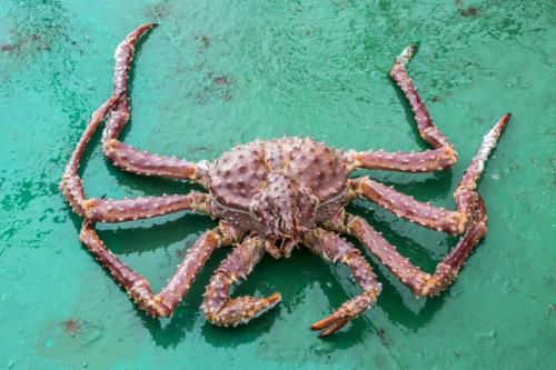 Интересные факты о крабах. Факты о крабах 03 Интересные факты о крабах. Факты о крабах 03