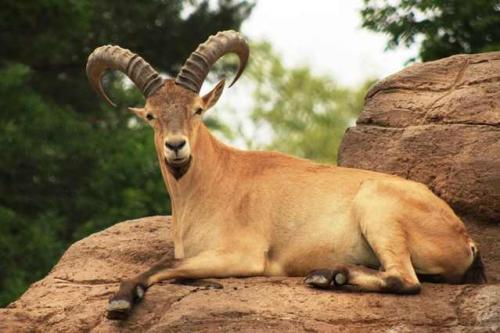 Топ 10 животных занесенных в Красную Книгу. Исчезающие животные из красной книги России