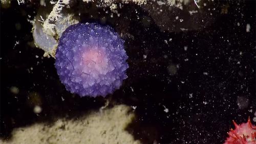 Интересные факты про рельеф. 12 интересных фактов о таинственном Мировом океане