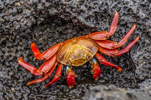 Интересные факты о крабах. Факты о крабах 07 Интересные факты о крабах. Факты о крабах 07