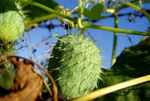 Реактивное движение в растительном мире. Растительный мир