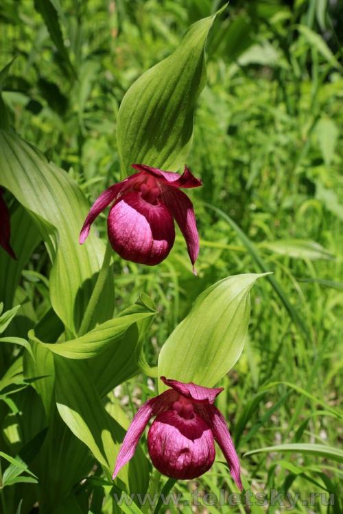Венерин башмачок в якутии. Башмачок крупноцветковый
