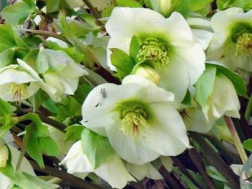 Черноморского побережья кавказа животные. Факты о животных черноморского побережья 07