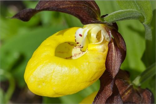 Пересказ про венерина башмачка. Венерин башмачок настоящий (обыкновенный)