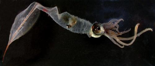 Необычные брюхоногие моллюски. 10 самых необычных головоногих из глубин океана