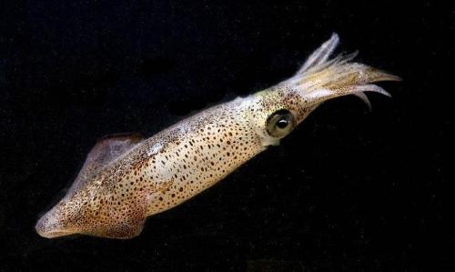 Интересные факты о моллюсках брюхоногих. Интересные факты о моллюсках + Видео