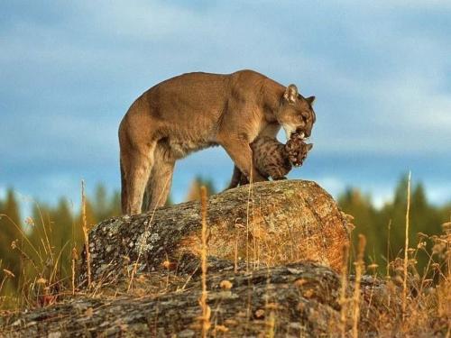 Интересные факты о редких животных. ТОП 10 Самые редкие животные в мире