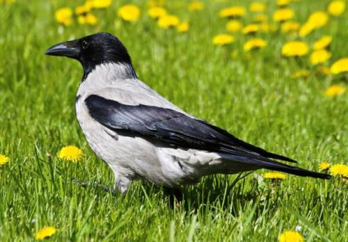 Интересные факты ворон. Интересные факты о воронах 05