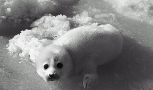 Животные Красной книги интересные факты. 7 видов животных, которых мы можем потерять в ближайшее время «благодаря» человечеству