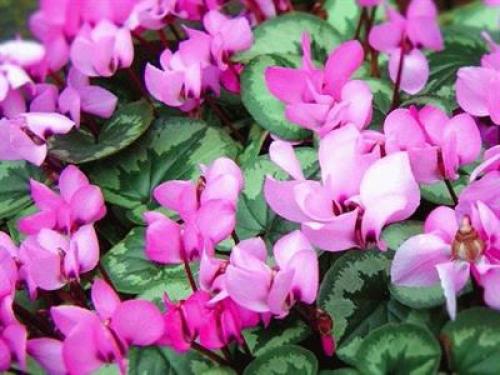 Черноморского побережья кавказа животные. Факты о животных черноморского побережья 11