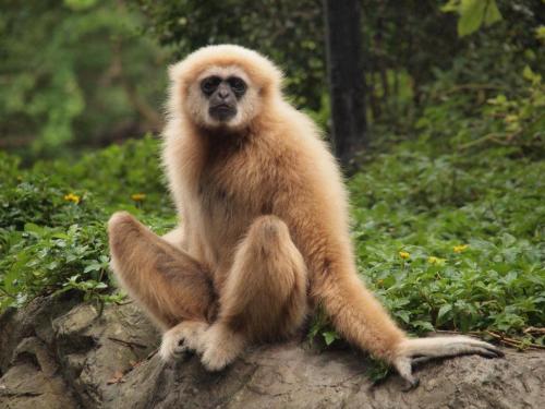 Интересные факты о редких животных. ТОП 10 Самые редкие животные в мире