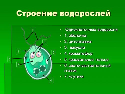 Интересные факты о водорослях. Интересные факты о красных водорослях 03
