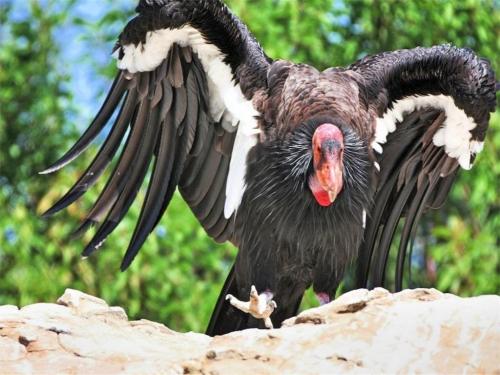 Интересные факты о редких животных. ТОП 10 Самые редкие животные в мире