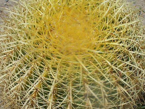 Кактус размеры. Домашние шаровидные, кактусы. Какой нравится вам?