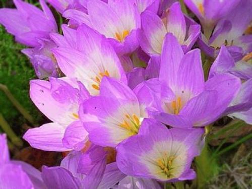 Черноморского побережья кавказа животные. Факты о животных черноморского побережья 02