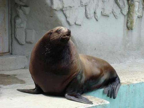 Топ 10 животных занесенных в Красную Книгу. Исчезающие животные из красной книги России