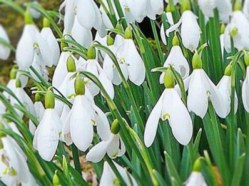 Черноморского побережья кавказа животные. Факты о животных черноморского побережья 08