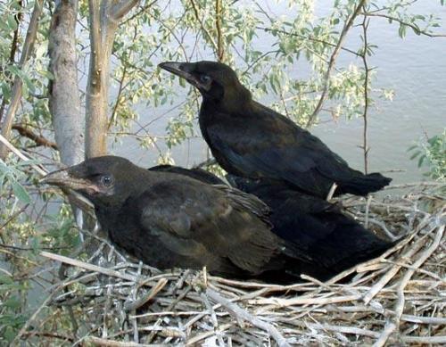 Интересные факты ворон. Интересные факты о воронах 03