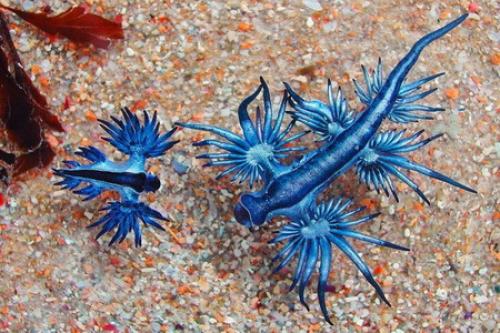 Голожаберные моллюски интересные факты. Голожаберные моллюски