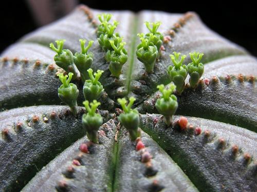 Кактус размеры. Домашние шаровидные, кактусы. Какой нравится вам?