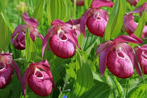 Венерин башмачок в якутии. Башмачок крупноцветковый