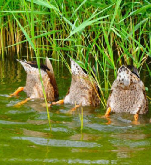 Птица похожая на утку. Кряква - крупнейший представитель диких уток