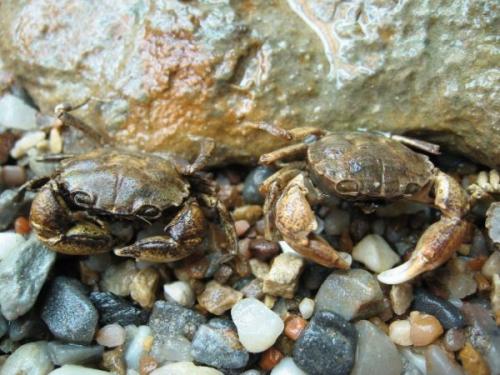 Интересные факты о крабах. Факты о крабах 09 Интересные факты о крабах. Факты о крабах 09