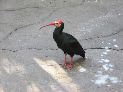 Интересные факты о редких животных. ТОП 10 Самые редкие животные в мире