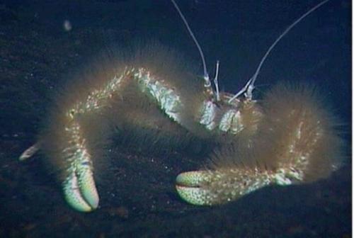 Интересные факты о крабах. Факты о крабах 05 Интересные факты о крабах. Факты о крабах 05