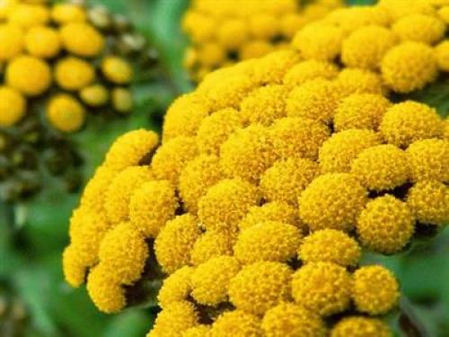 Черноморского побережья кавказа животные. Факты о животных черноморского побережья 03